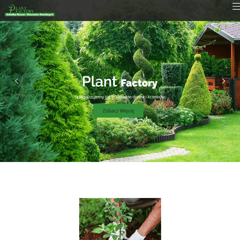 Jodła kaukaska sadzonki - Grójec